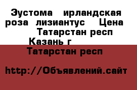 Эустома ( ирландская роза, лизиантус) › Цена ­ 200 - Татарстан респ., Казань г.  »    . Татарстан респ.